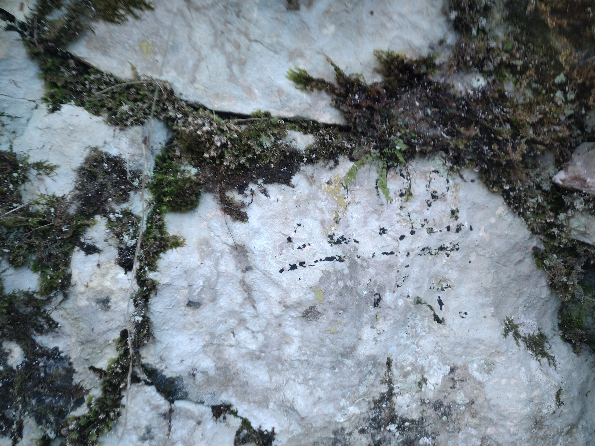 Pestera Socolovat Nr.15 - Image 2